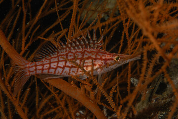 Fish swim in the Sea of the Philippines
