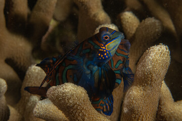 Mandarin fish swim in the Sea of the Philippines
