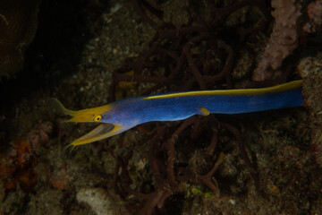 Blue Ribbon Eel in the Sea of the Philippines
