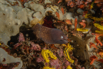 Moray eel Mooray lycodontis undulatus in the Sea of the Philippines

