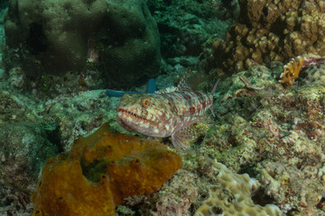 Fish swim in the Sea of the Philippines

