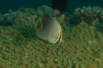 Fish swim in the Sea of the Philippines
