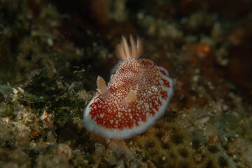 A Nudibranch Sea slug in the Sea at Anilao, Philippines
