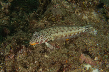 Fish swim in the Sea of the Philippines
