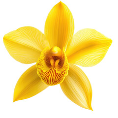 Bright yellow Thai orchid flower isolated against Transparent background showcasing vibrant colors and intricate details, Isolated image yellow flowers on PNG background