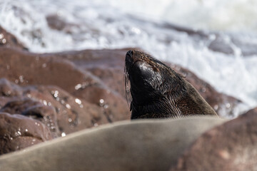 Telephoto portrait of a seal in the Cape Cross seal colony on the Namibian Coast