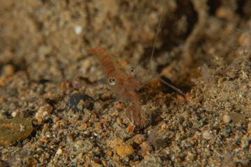 Shrimp in the Sea of the Philippines