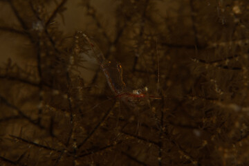 Shrimp in the Sea of the Philippines
