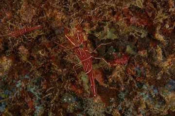Shrimp in the Sea of the Philippines