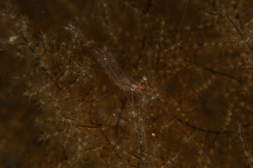 Shrimp in the Sea of the Philippines