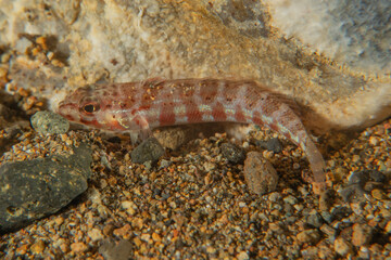 Fish swim in the Sea of the Philippines
