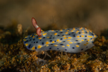 A Nudibranch Sea slug in the Sea at Anilao, Philippines
