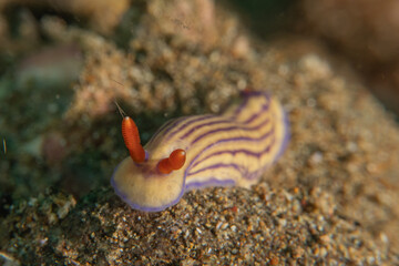 A Nudibranch Sea slug in the Sea at Anilao, Philippines
