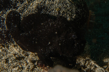 Fototapeta premium Coral reef and water plants in the Sea of the Philippines 