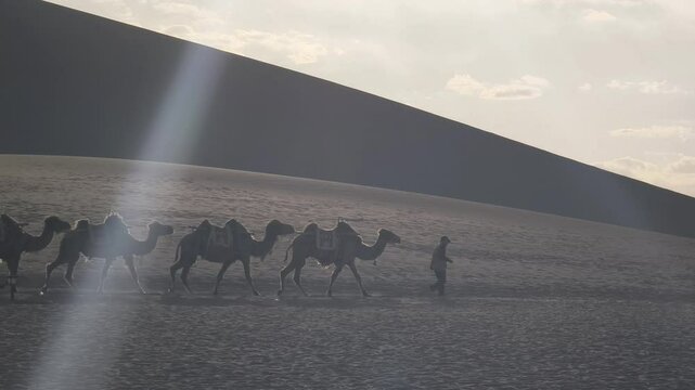 Camels walking in desert on Ming Shan Mountain, Dunhuang, China.