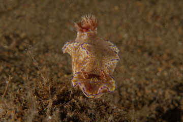 A Nudibranch Sea slug in the Sea at Anilao, Philippines
