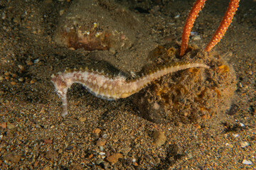 Sea Horse in the Sea of the Philippines
