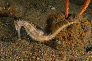 Sea Horse in the Sea of the Philippines

