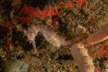 Sea Horse in the Sea of the Philippines
