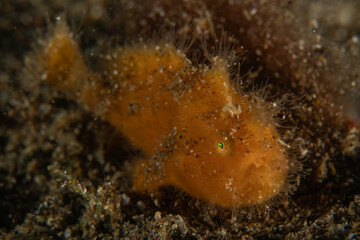 Fish swim in the Sea of the Philippines

