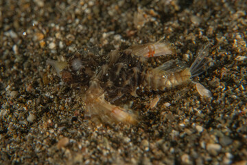 Fish swim in the Sea of the Philippines
