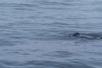 Fototapeta premium Blow hole and dorsal fin of a surfacing whale, in Walvis Bay, Namibia.