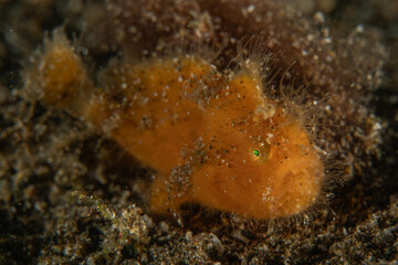 Fish swim in the Sea of the Philippines
