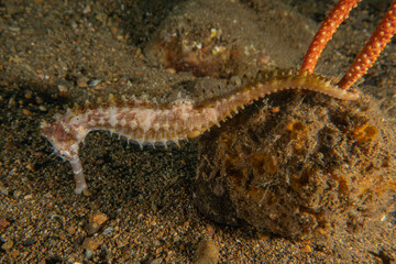 Sea Horse in the Sea of the Philippines
