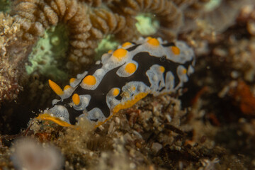 A Nudibranch Sea slug in the Sea at Anilao, Philippines
