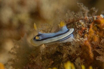A Nudibranch Sea slug in the Sea at Anilao, Philippines

