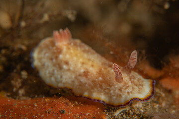 A Nudibranch Sea slug in the Sea at Anilao, Philippines
