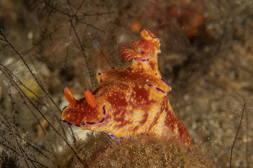 A Nudibranch Sea slug in the Sea at Anilao, Philippines

