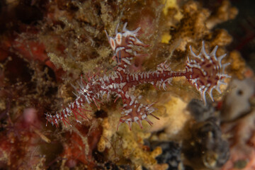 Ghost fish swim in the Sea of the Philippines
