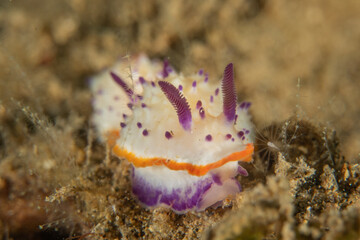 A Nudibranch Sea slug in the Sea at Anilao, Philippines
