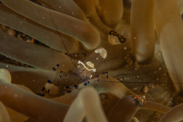 Coral reef and water plants in the Sea of the Philippines

