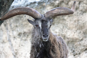 スーチョワンバーラル