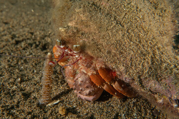 Hermit Crab  in the Sea of the Philippines
