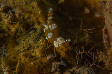 A Nudibranch Sea slug in the Sea at Anilao, Philippines