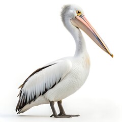 Pelican. PNG.