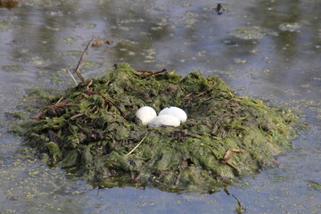 bird nest with eggs, Elk Island National Park, Alberta