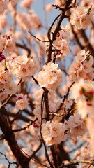 Cherry Blossoms Blooming Delicately On Tree Branch Close Up Warm Light Pink Background