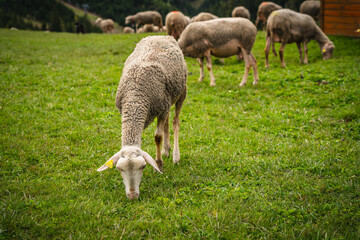 Sheep grazing in the village of Stradnica in the Slovak Tatras