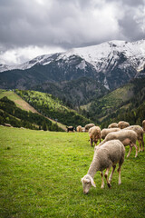 Sheep grazing in the village of Stradnica in the Slovak Tatras
