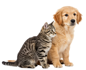 A Playful Golden Retriever Puppy and an Adorable Tabby Cat Together on a Black Background, Showcasing Their Friendship and Affection for Each Other