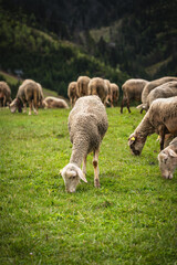 Sheep grazing in the village of Stradnica in the Slovak Tatras