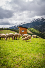 Sheep grazing in the village of Stradnica in the Slovak Tatras