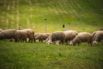 Fototapeta premium Sheep grazing in the village of Stradnica in the Slovak Tatras