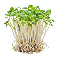 Young sprout thriving on a Transparent background showcasing fresh growth and vitality in a nurturing environment, Young sprouts isolated on PNG background