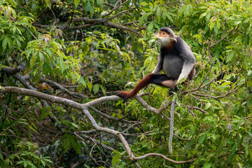 Red-shanked Douc Langur - Pygathrix nemaeus, beautiful unique colored primate endemic to tropical...