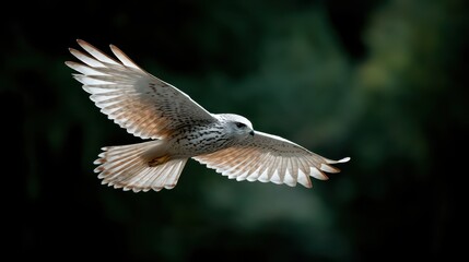 Fototapeta premium Elegant Flight of Bird in Natural Sky